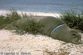 Hawaiian monk seal entanglement