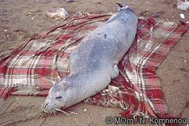 Monk seal from psara