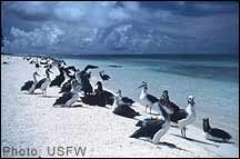 Albatrosses on Beach