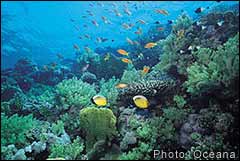 Reef Fish in Coral