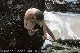 Goose barnacle picker