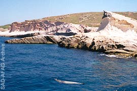 monk seal off the Siren Rocks