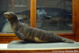 seal pup in museum