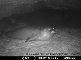 monk seal infrared picture