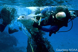 Hawaiian monk seal entanglement