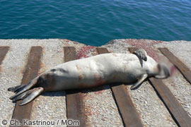 dead monk seal at syros