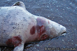 Muerte de una foca monje