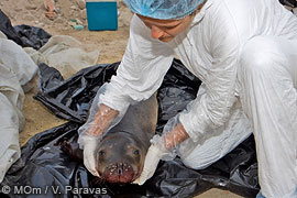 Seal shot dead at Milos