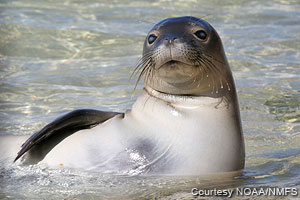 hawaiian monk seal pup kp2