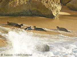 group of monk seals using open beach