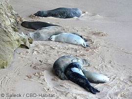 group of monk seals using open beach