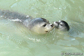 monk seal mother with her pup
