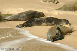 first recorded monk seal born on an open beach