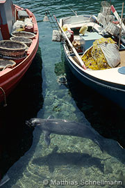 Mediterranean monk seal and fishing boats