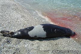 Mediterranean monk seal victim