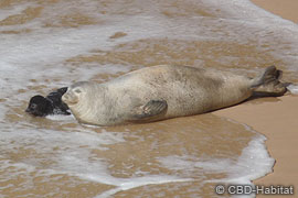 Mediterranean Monk Seal mother with pup