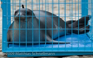 monk seal pup artemis ready for transport to release site