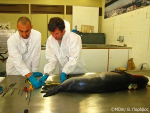 Artemis was brought to Athens for necropsy, conducted by Prof. Dr. Thijs Kuiken, a veterinary pathologist specialising in marine mammals from Erasmus University, Rotterdam.