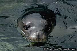 young mediterranean monk seal