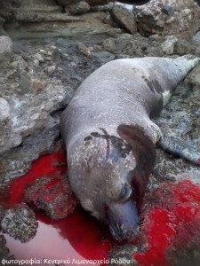 Rhodes seal killing