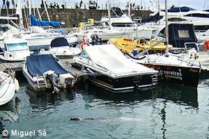 “Half” resting in the sea at the Funchal marina.