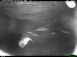 This picture shows that this cave experiences great monk seal activity. It is possible to see 6 seals, one of them a pup.