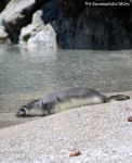 Release of Mediterranean monk seal Andriana